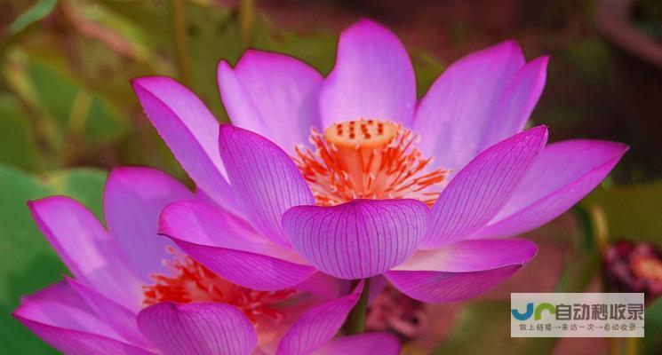 莲花网：探索多元，成就精彩人生的线上平台